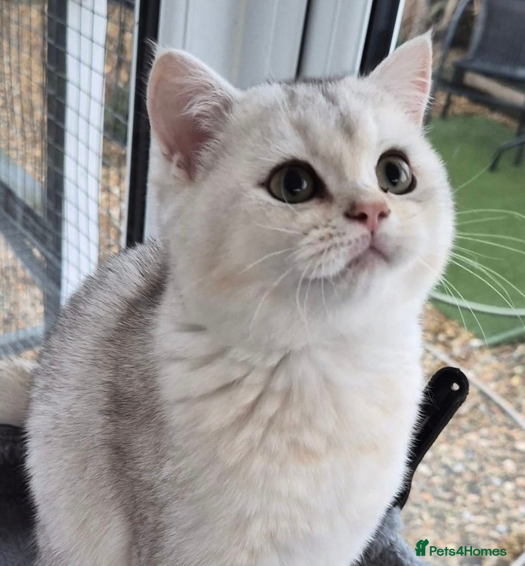 British Shorthair cats for sale: Black Silver Tipped  - Advert 5