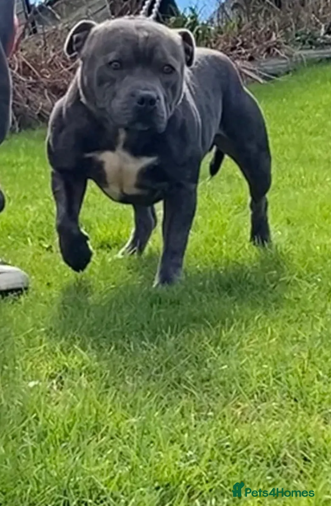 Staffordshire Bull Terrier dogs for sale: Blue Staffordshire bull terriers - Advert 14