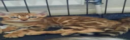 Bengal cats for sale: Stunning litter of brown rosetted Bengal cubs  - Advert 27