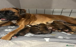Boxer dogs for sale: Boxer puppies K.C registered  - Image 1