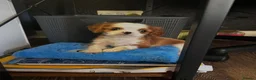 Cavalier King Charles Spaniel dogs for sale: Little Tiny Cavalier Available ❤️🐶 - Advert 4