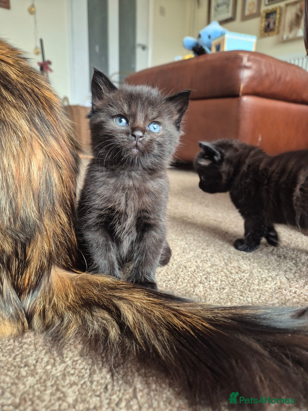 Mixed Breed cats for sale: 😺 VERY FRIENDLY KITTENS 😺 - Advert 10