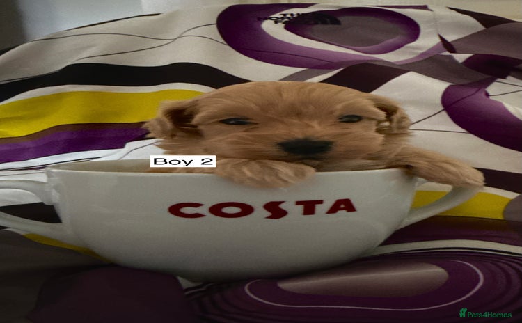 Maltipoo dogs - Advert 4