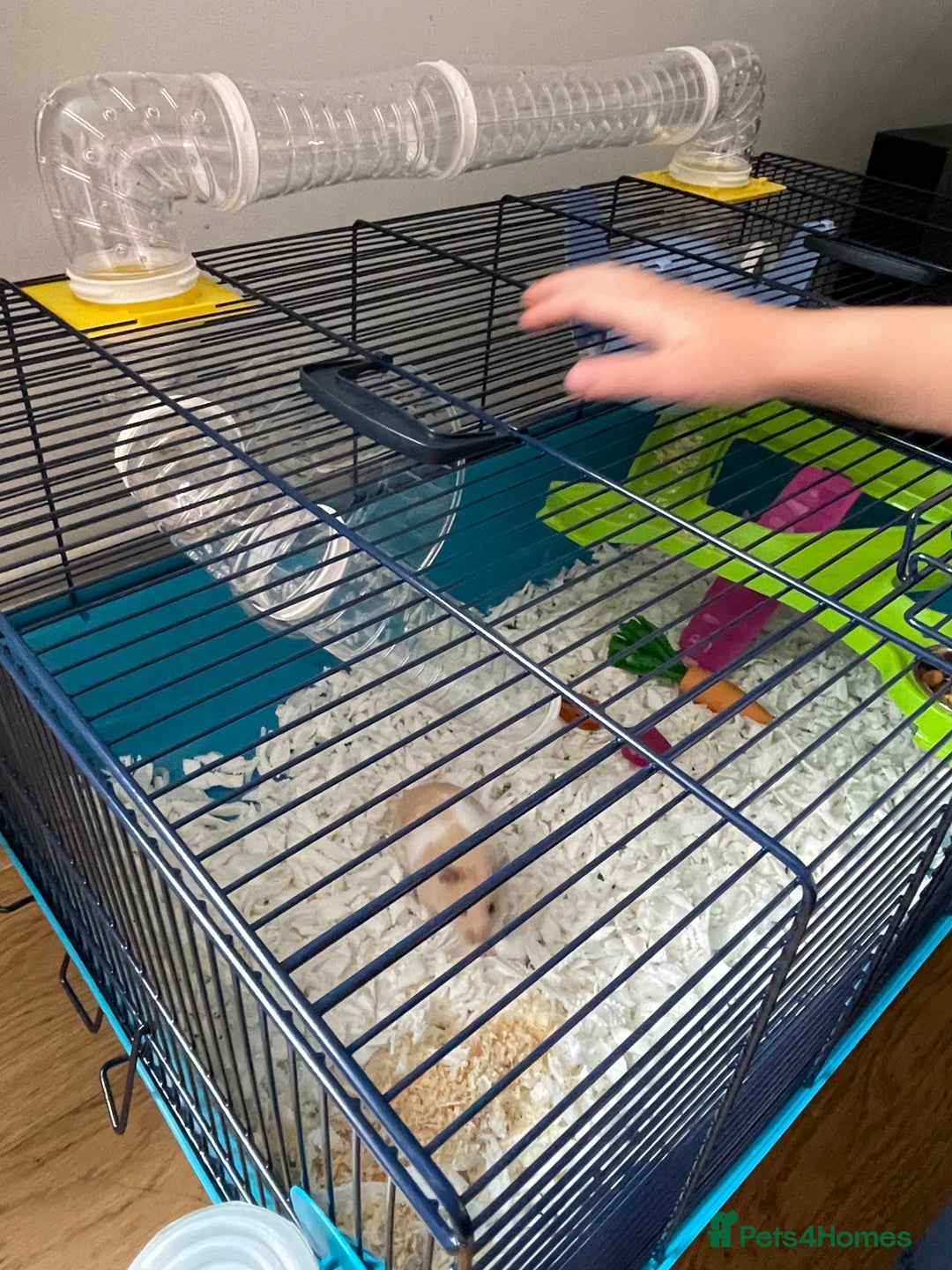 Hamster rodents for sale: Gorgeous female Syrian hamster 8 weeks old  - Image 4