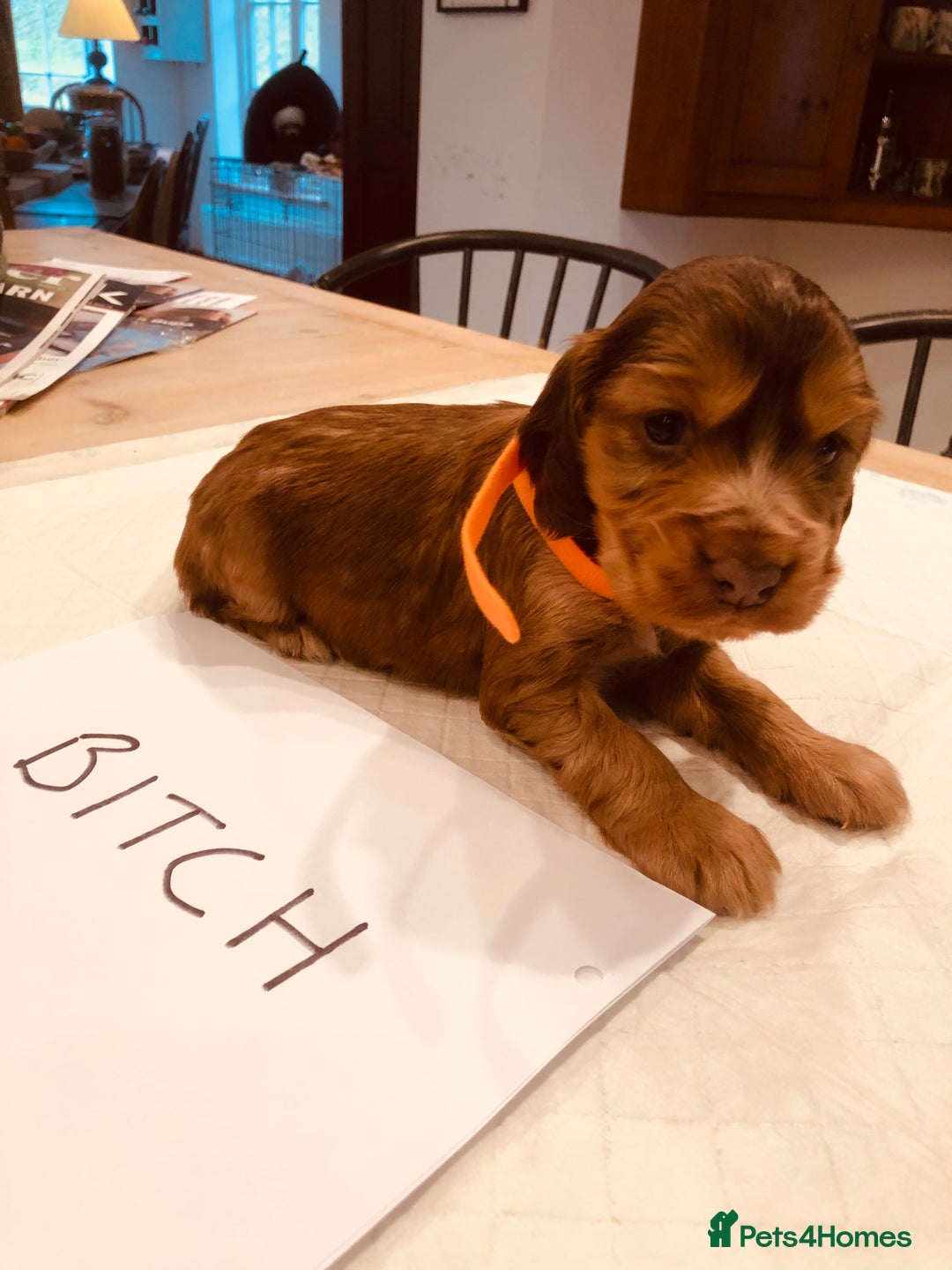 Cocker Spaniel dogs for sale: GORGEOUS COCKER SPANIEL PUPPIES - Advert 2