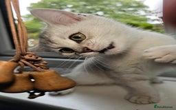 British Shorthair cats for sale: British Shorthair Kittens – Golden & Silver Shaded - Image 19
