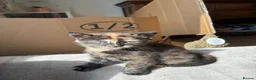 Mixed Breed cats for sale: Beautiful British x Domestic Tortie kittens - Advert 5