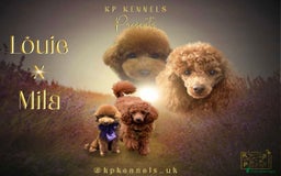 Toy Poodle dogs for sale: Our 10 Month Old Red Toy Poodle Waffle ❤️ - Advert 2