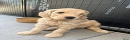 Mixed Breed dogs for sale: Multigeneration Cream/Apricot Double Labradoodles  - Advert 9