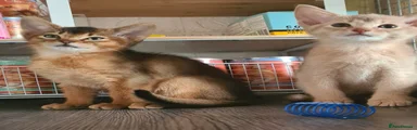 Abyssinian Kitten 4 girl