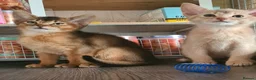 Abyssinian cats for sale: Beautiful pedigree tica abyssinian kittens - Advert 22