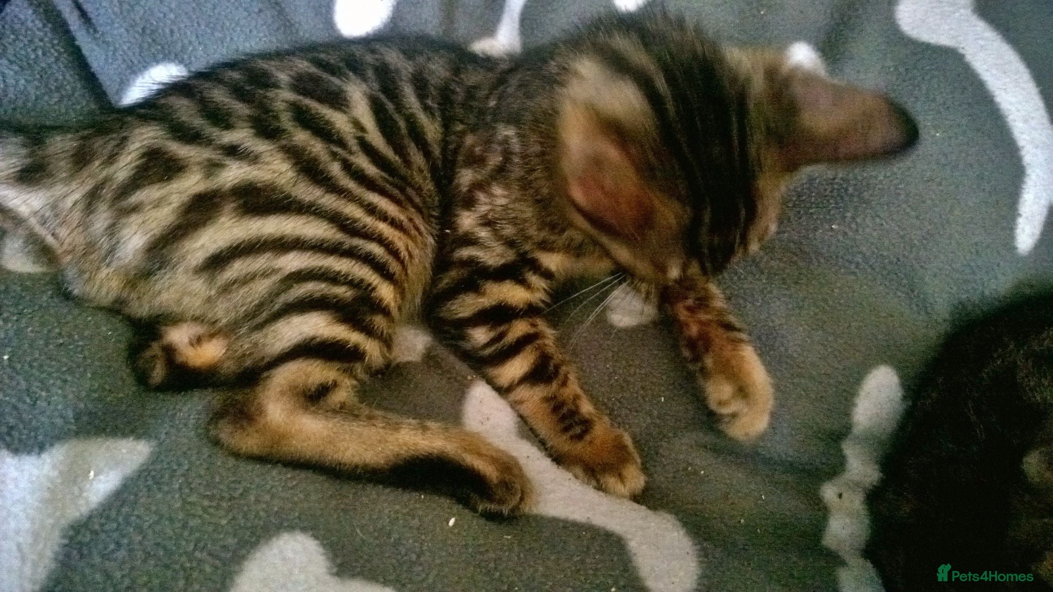 Mixed Breed cats Cute and Playful Kittens - Advert 1