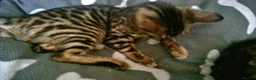 Mixed Breed cats for sale: Cute and Playful Kittens - Advert 3