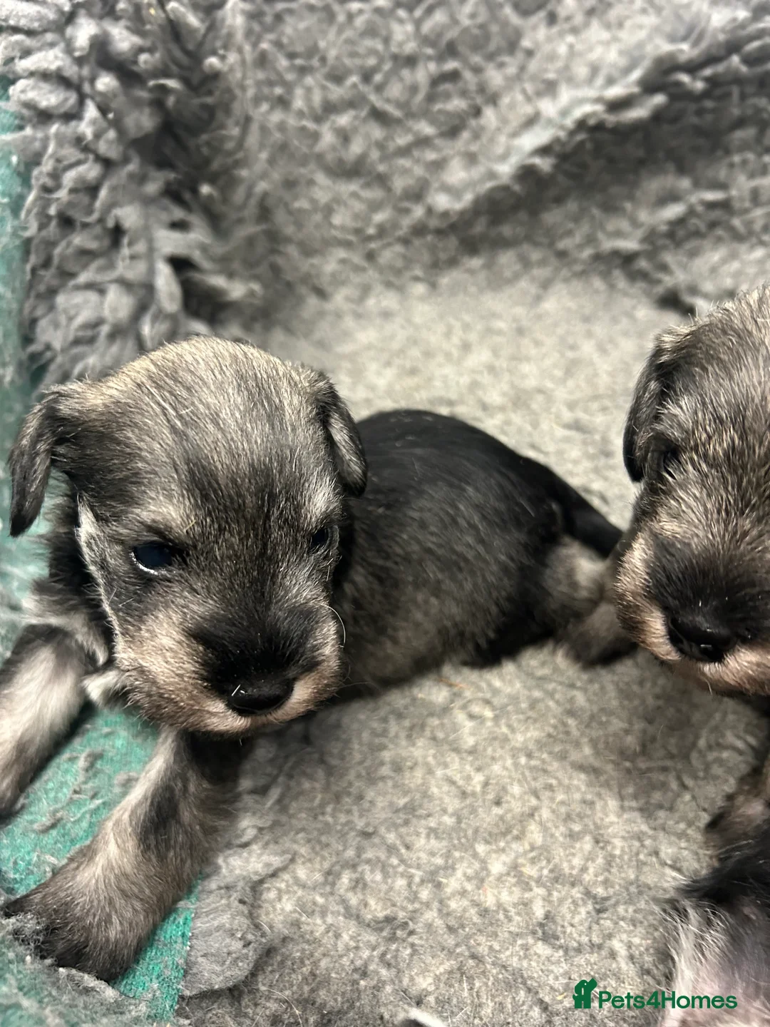 Miniature Schnauzer dogs for sale: Mini Schnauzer  - Advert 5