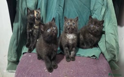 Ragdoll cats for sale: Ragdoll cross kittens  - Image 1