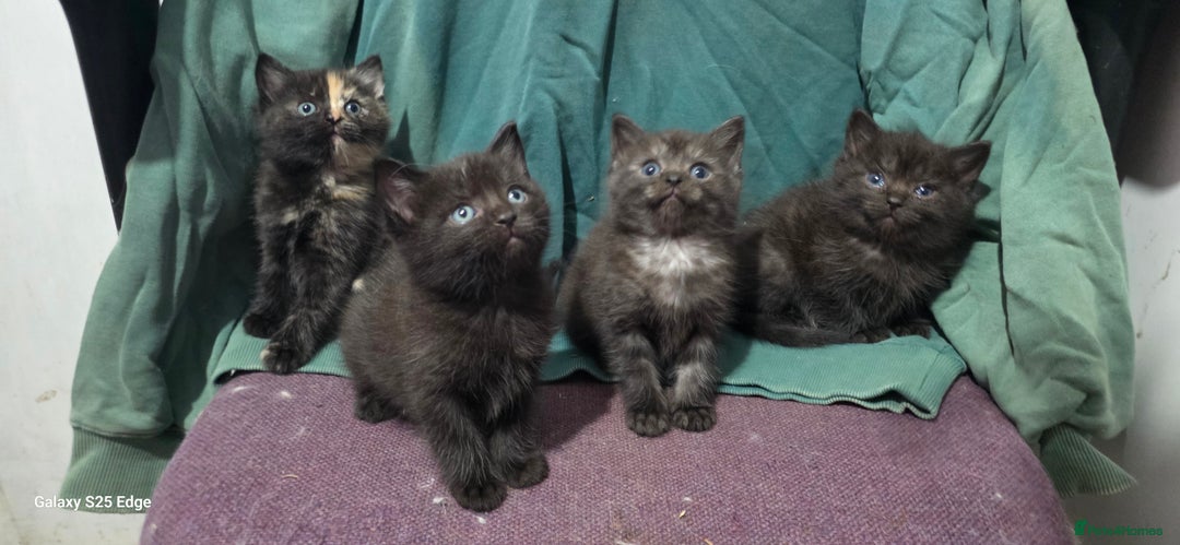 Ragdoll cats for sale: Ragdoll cross kittens  - Image 1