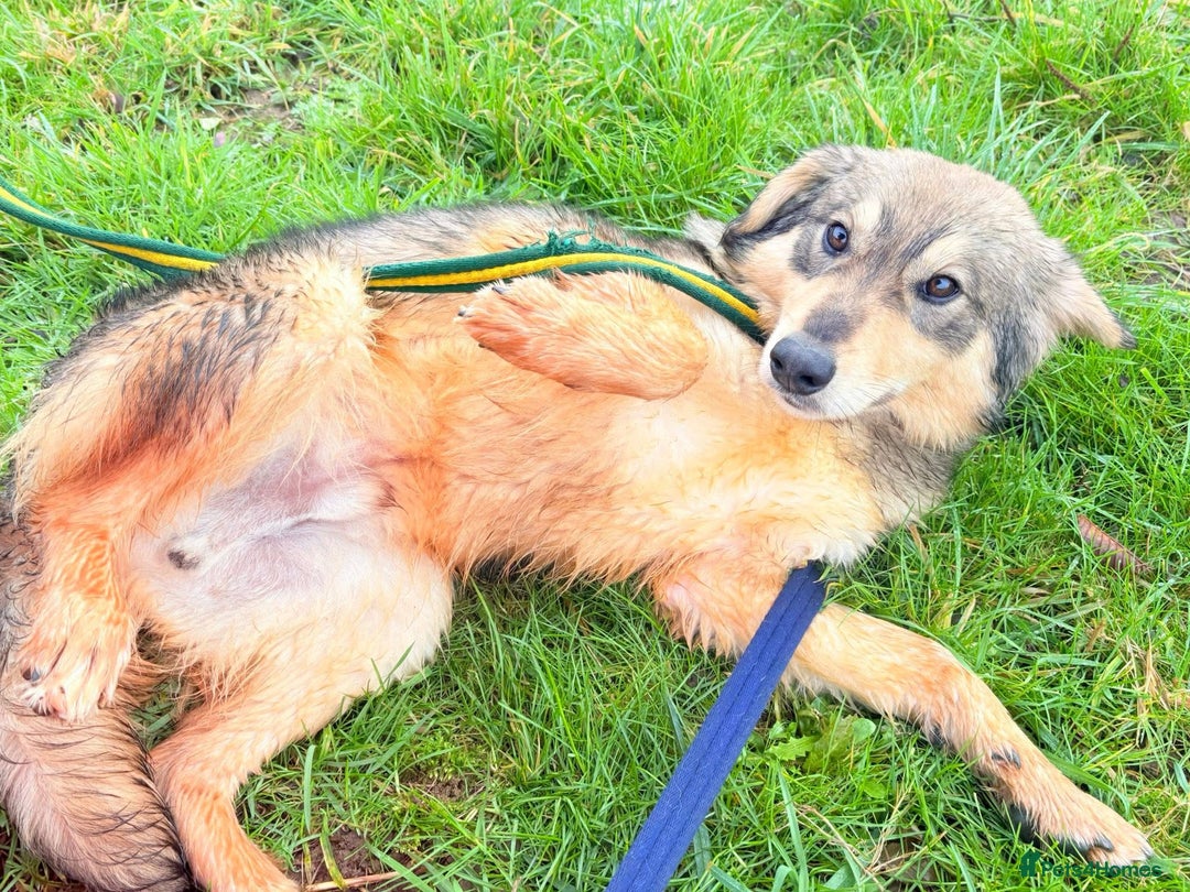 Mixed Breed dogs for adoption: Dave - Norwich Norfolk  - Advert 4