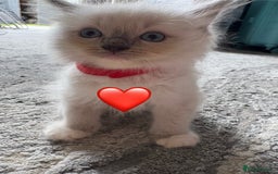 Ragdoll cats for sale: 6 blue point ragdolls for sale 5 boys 1 girl  - Image 14