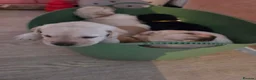Labrador Retriever dogs for sale: Beautiful labrador puppies  - Advert 3