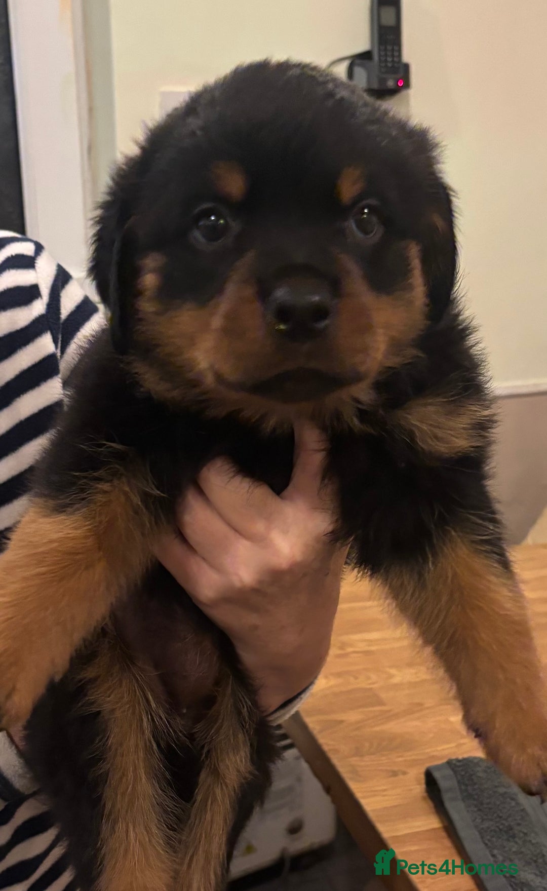 Rottweiler dogs for sale: Stunning KC Registered puppies  - Advert 3
