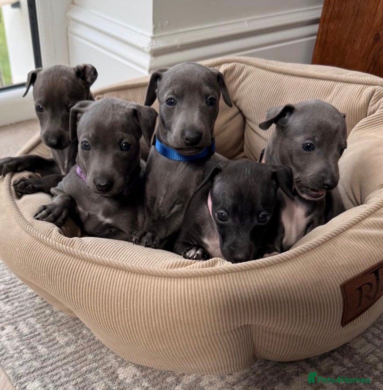 Italian Greyhound dogs All now taken 🫶 5 Beautiful Iggy Pups - Advert 2