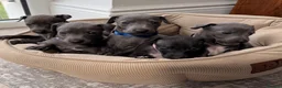 Italian Greyhound dogs for sale: All now taken 🫶 5 Beautiful Iggy Pups - Advert 2