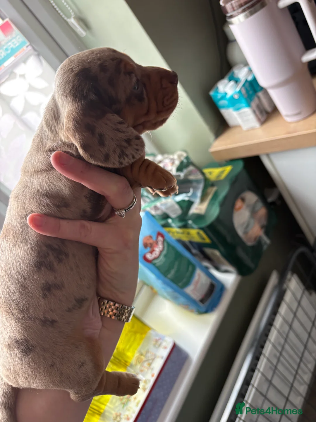 Miniature Dachshund dogs for sale: Miniature dachshund  - Advert 10