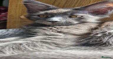 Maine Coon cats - Advert 16