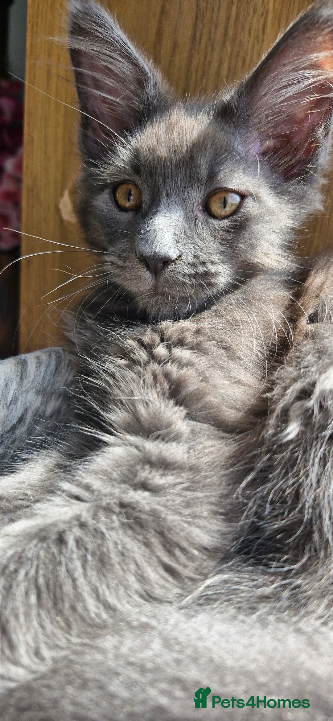 Maine Coon cats for sale: Little adorable kitten looking for new home  - Image 7