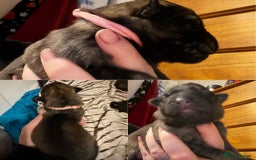 German Shepherd dogs for sale: Beautiful chunky German Shepherd Pups - Image 11