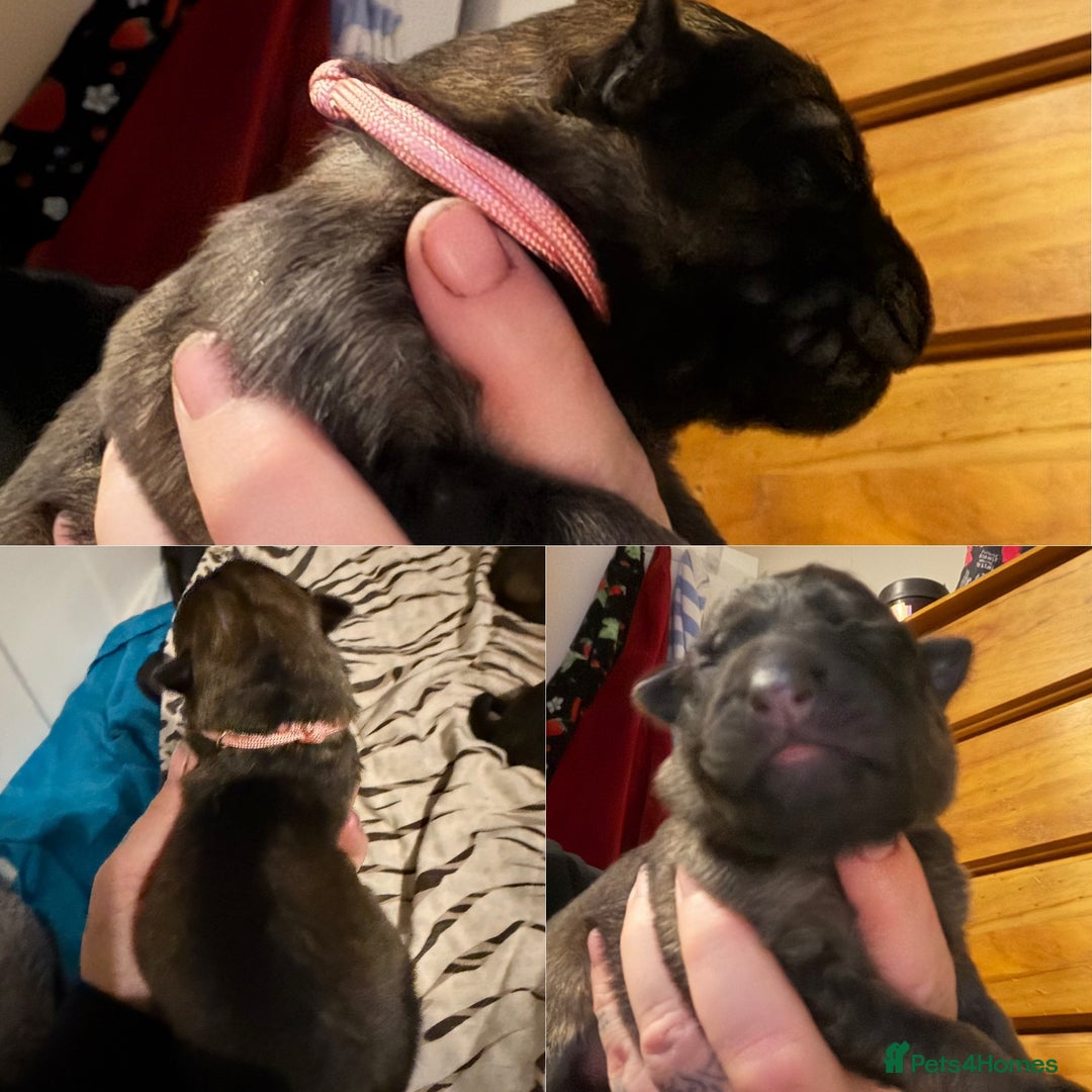 German Shepherd dogs for sale: Beautiful chunky German Shepherd Pups - Image 11
