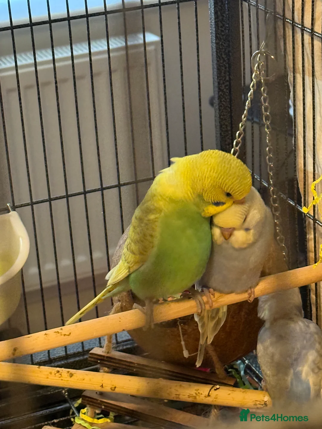 Budgerigars birds for sale: Bonded pair of 8 week old budgies  - Advert 2