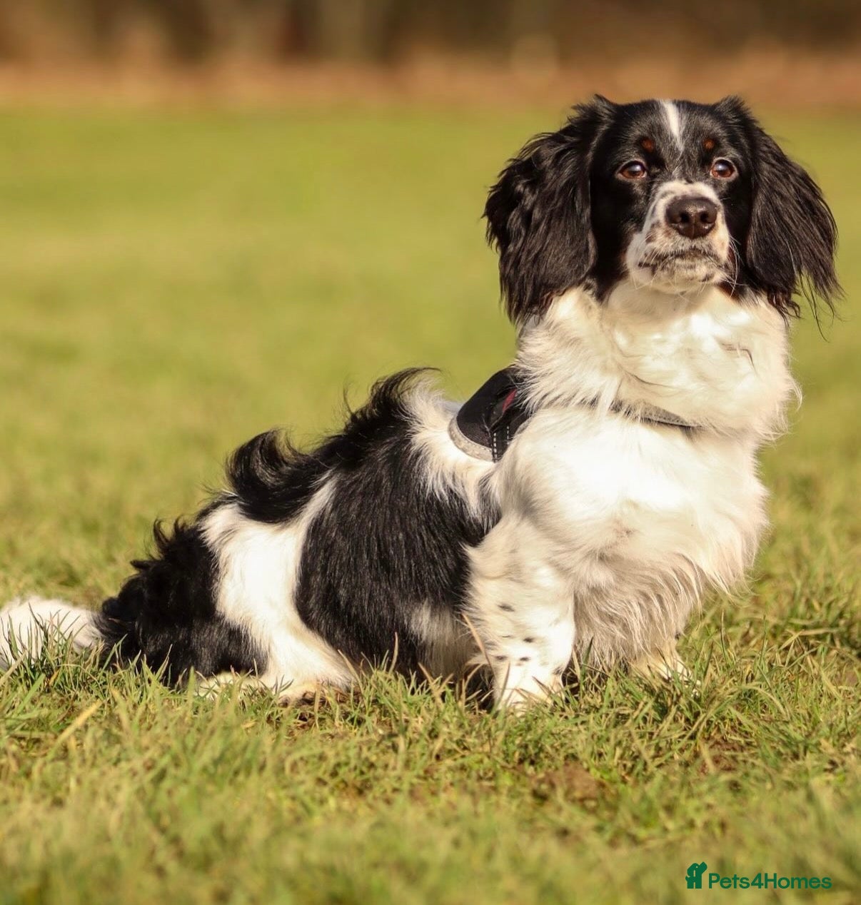 Miniature Dachshund dogs KC long haired piebald- solid colour producer  - Advert 1