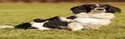 Miniature Dachshund dogs for stud: KC long haired piebald- solid colour producer  - Advert 1