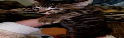Bengal cats for sale: Bengal kittens - Advert 4