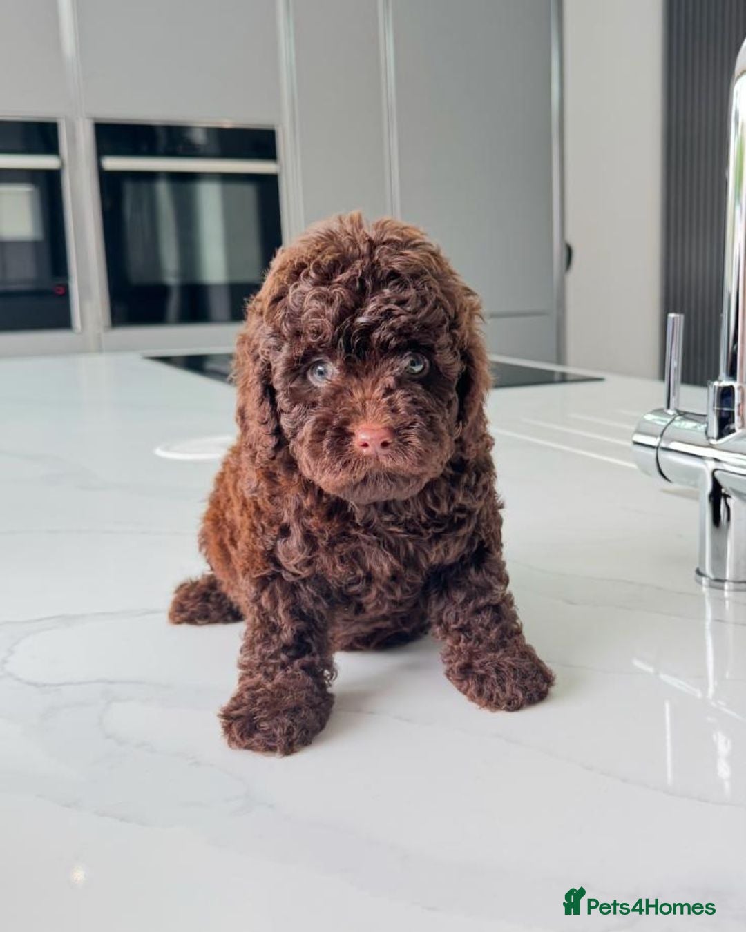 Cockapoo dogs for sale: Stunning Cockapoo Litter  - Image 4