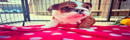 English Bulldog dogs for sale: Beautifully bred English bulldogs  - Advert 17