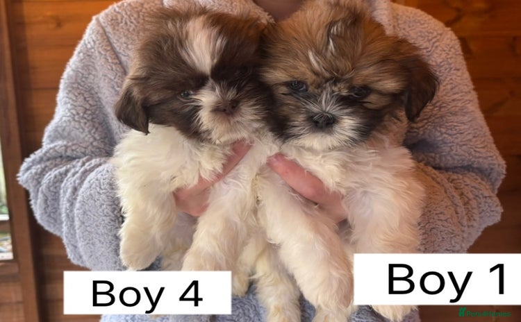 Shih Tzu dogs Two shih tzu boy puppy’s left! - Advert 16