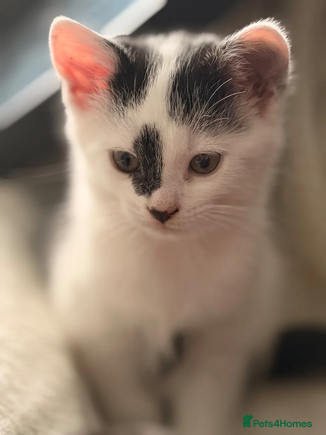 British Shorthair cats for sale: 3 Gorgeous Toilet Trained Girls in Birkenhead - Advert 2