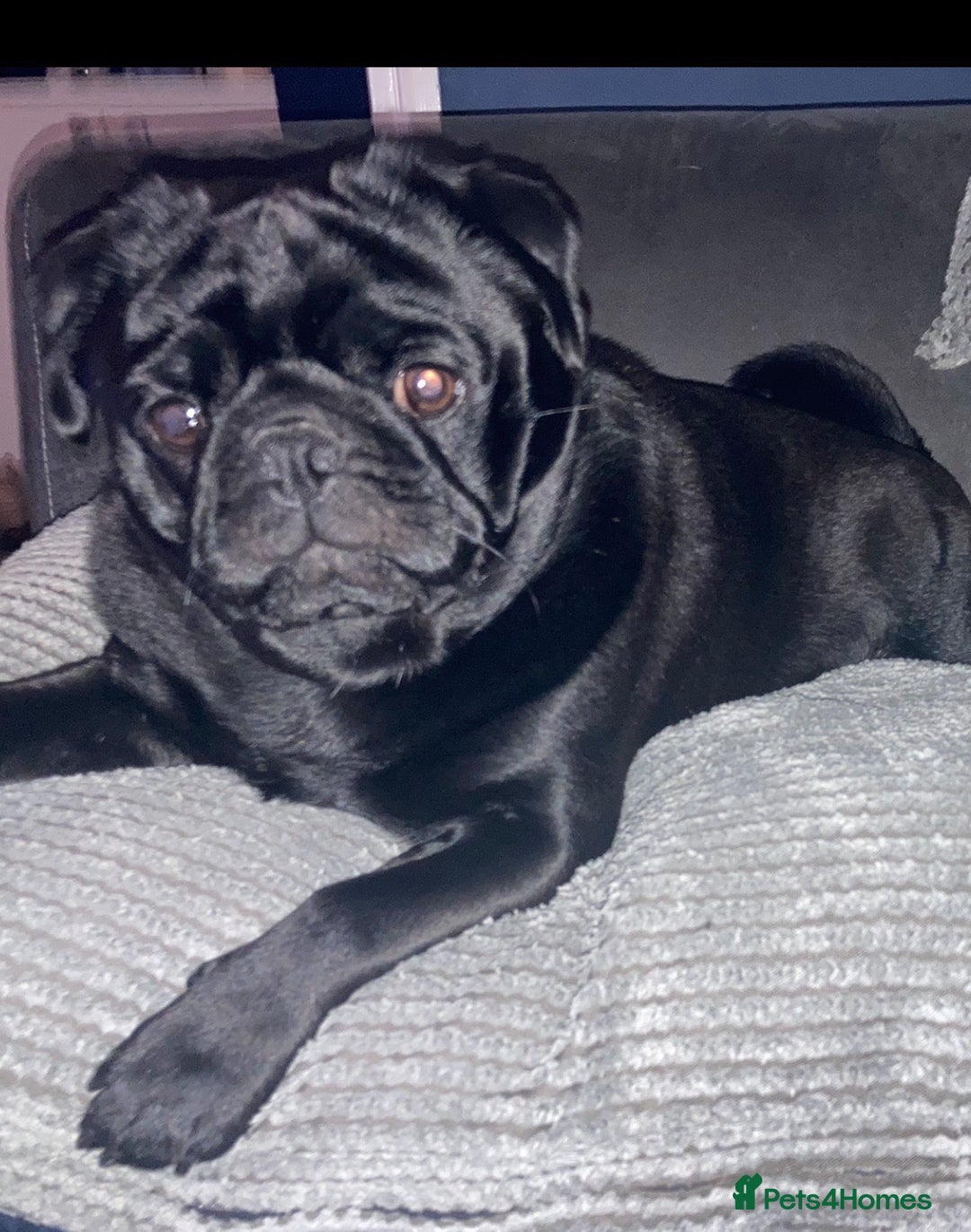 Pug dogs for stud: KC STUD  - Advert 8