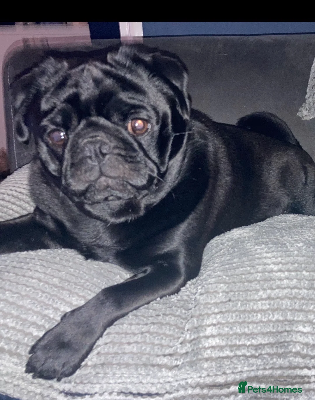 Pug dogs for stud: KC STUD  - Advert 8