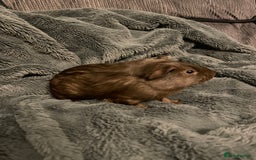Guinea Pig rodents for sale: 2 baby girl guinea pigs  - Image 2
