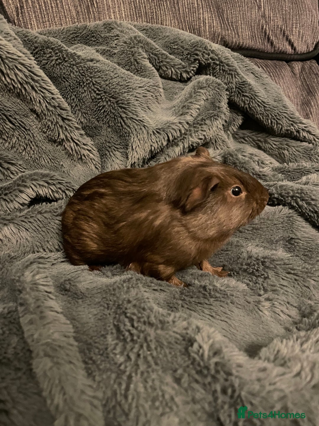 Guinea Pig rodents for sale: 2 baby girl guinea pigs  - Image 2