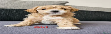 Poochon Puppy 4