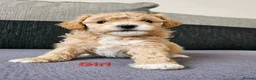 Poochon dogs for sale: Poochon  - Advert 8