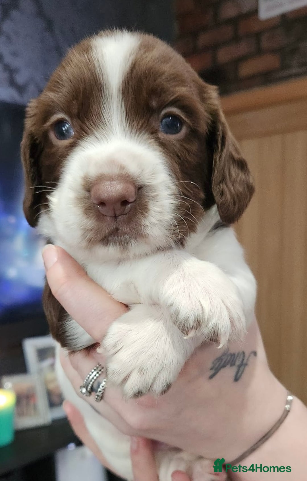 English Springer Spaniel dogs for sale: 9 gorgeous puppies looking for their forever homes - Advert 16