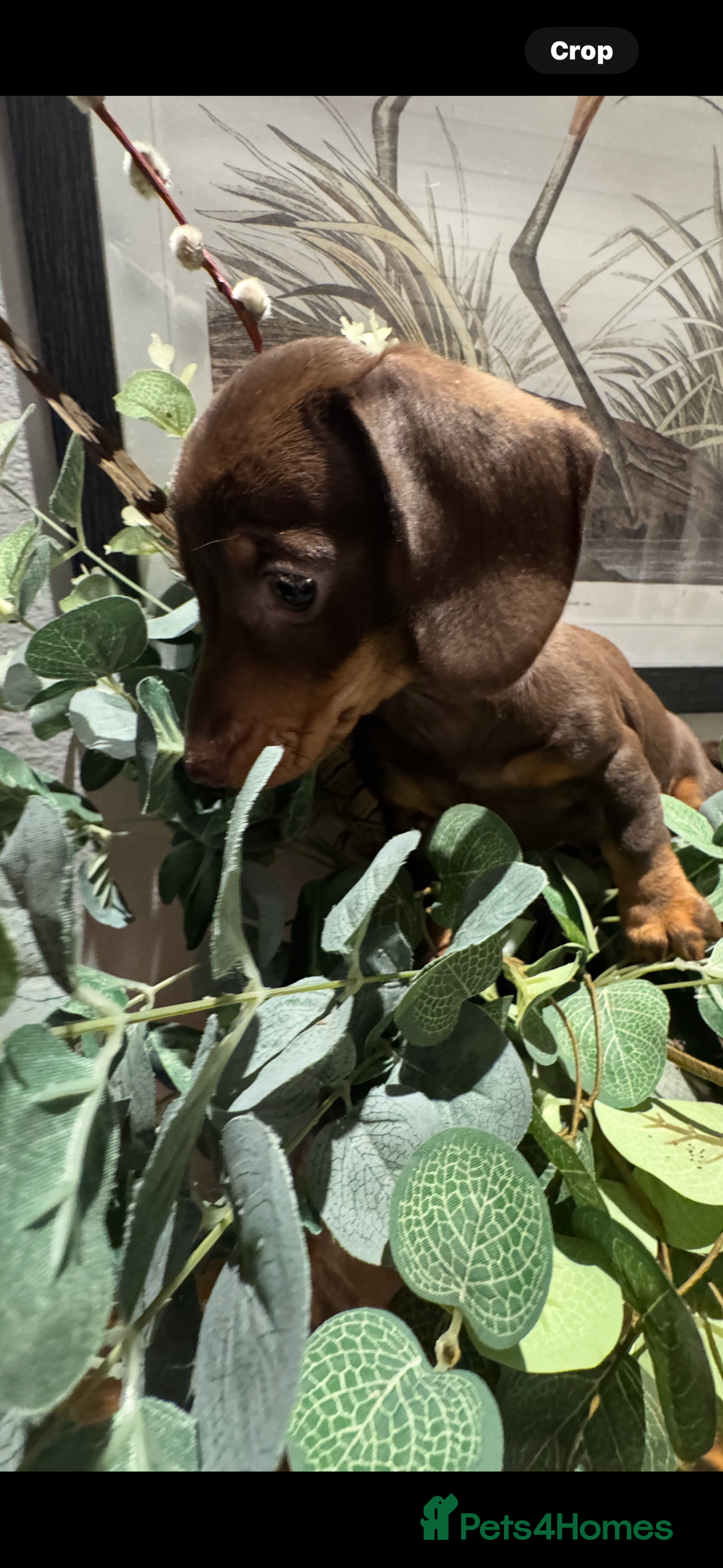 Miniature Dachshund dogs for sale: GORGEOUS TRUE MINIATURE DACHSHUND  - Image 3