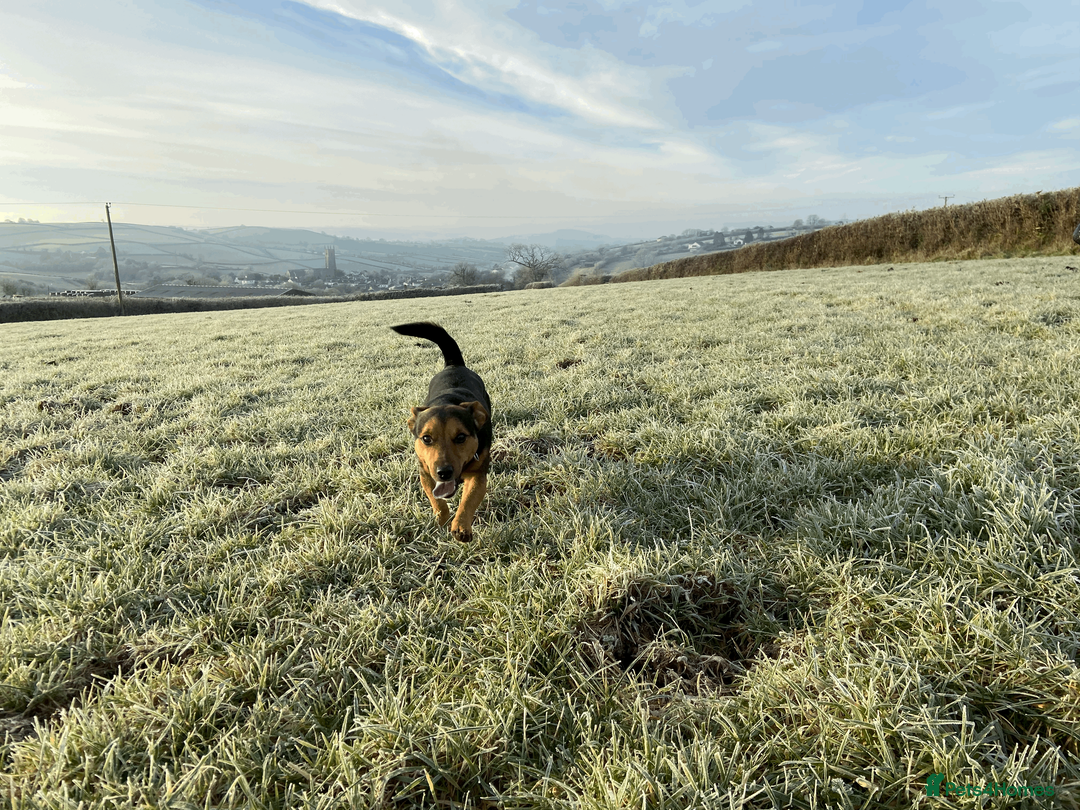 Jack Russell dogs for stud: Jack Russel for Stud Black and Tan - Advert 11