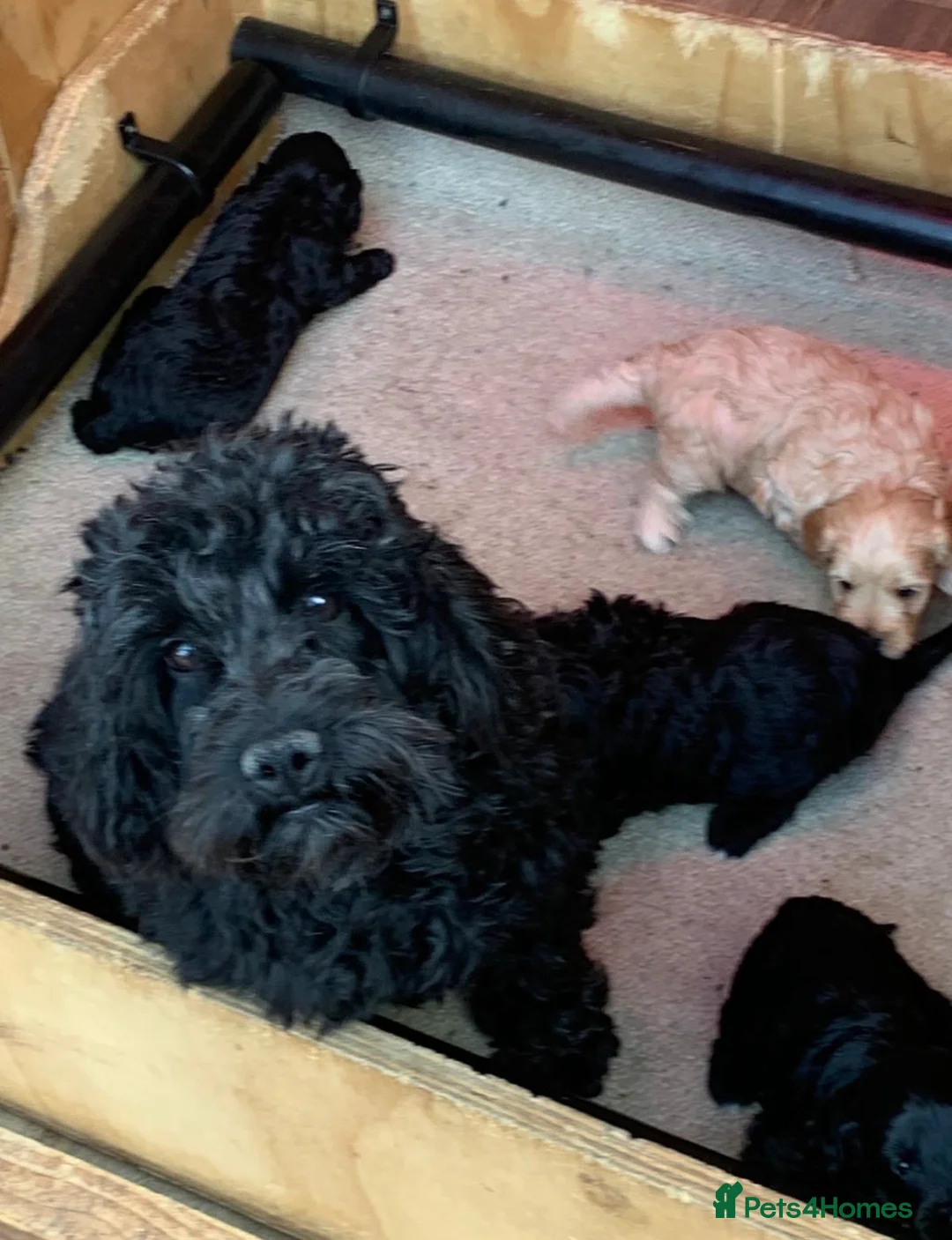 Cockapoo dogs for sale: Gorgeous mixed litter of cockapoo puppies  - Advert 2
