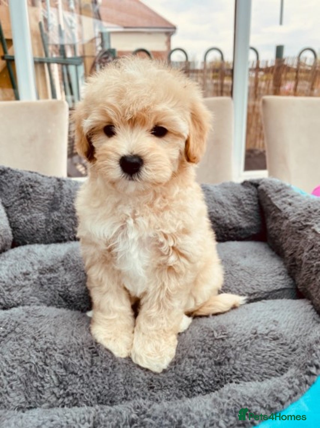 Maltese dogs for stud: Well proven, Kc registered Maltese for stud. in Northampton - Image 12